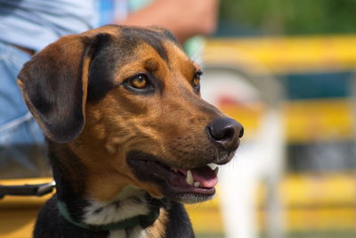 Close-up portrait of dog