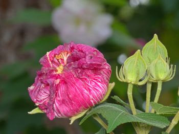 Close-up of pink flowering plant