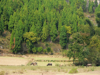 Scenic view of trees in forest