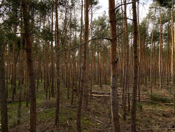 View of trees in forest