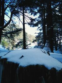 Close-up of trees in forest during winter