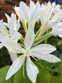 Close-up of white flowering plant