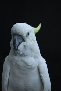 Close-up of a bird