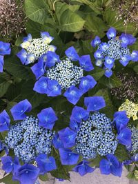 High angle view of purple flowering plants