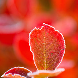 Beautiful red aronia leaves with a frosty edge. morning scenery in the garden. 