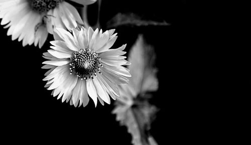 Close-up of daisy flowers