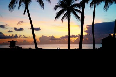 Silhouette of palm trees on beach during sunset