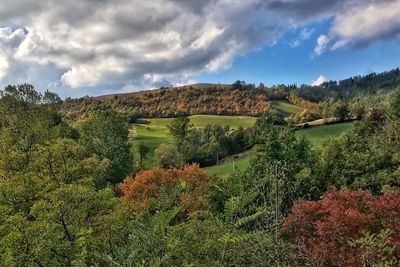 Scenic view of trees on field against sky