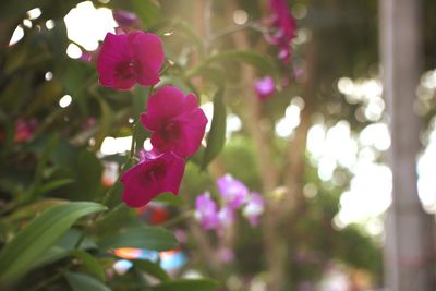 Close-up of pink flowers blooming outdoors