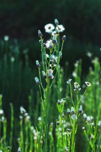 Close-up of flowers