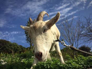 Low angle view of goat against sky