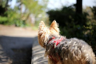 Close-up of a dog