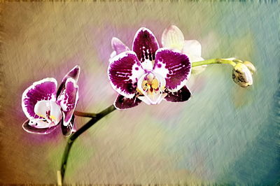 Close-up of pink orchid blooming