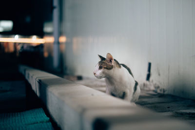 Cat looking away while standing on retaining wall