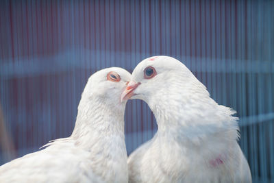 Close-up of white doves kissing in cage