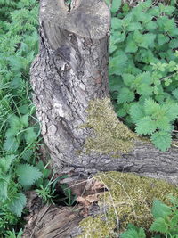 High angle view of tree trunk
