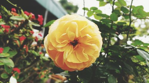 Close-up of yellow flower blooming outdoors