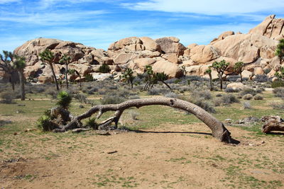 Trees and rock formations at joshua tree national park