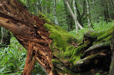 Trees in forest