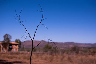 Plants growing on field against clear blue sky