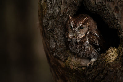 A trained eastern screech owl red morph, megascops asio