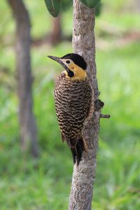 Close-up of bird perching on tree trunk