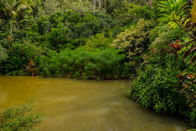 Scenic view of river amidst trees in forest