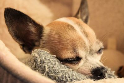 Close-up of dog sleeping at home