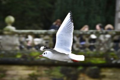 Close-up of swan flying