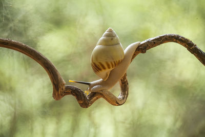 Snail from borneo forest