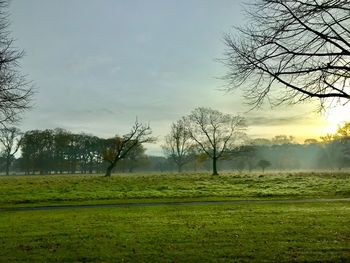 Bare trees on field against sky