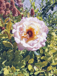 High angle view of flowering plant