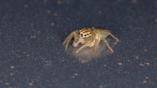 Close-up of spider on sand