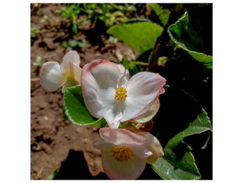 Close-up of white flowers blooming outdoors