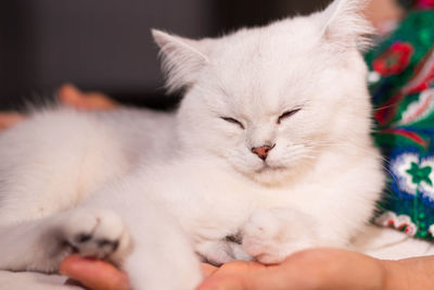 Cat sleeping on a hand