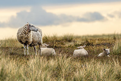 Sheeps on sylt