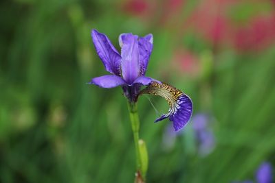 Close-up of butterfly pollinating on purple flower