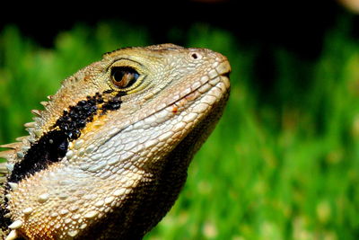 Close-up of iguana