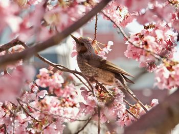 Bird perched in cherry blossoms in spring