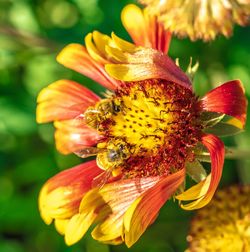 Close-up of insect on yellow flower