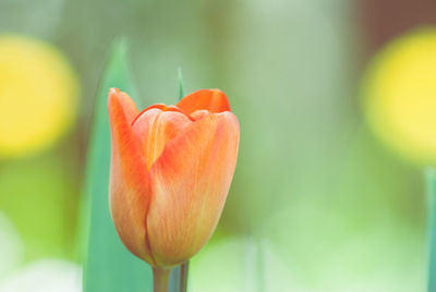 Close-up of orange tulip flower in garden