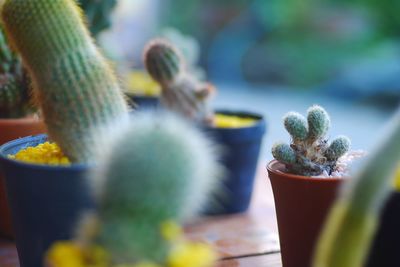 Close-up of potted cactus plant