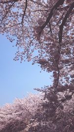 Low angle view of flower tree against clear sky