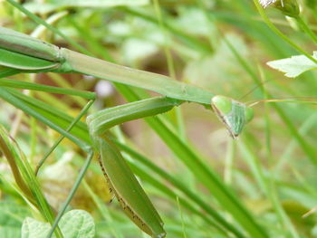 Close-up of water drops on plant