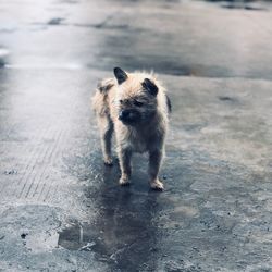 Portrait of dog standing on wet street outdoors