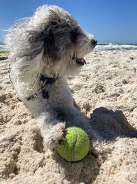 Dog on beach with tennis ball 