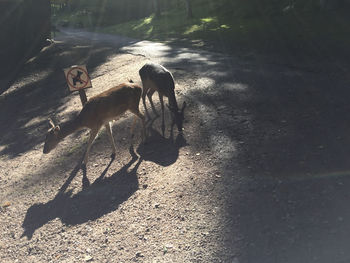 High angle view of dogs on street