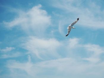 Low angle view of seagull flying in sky