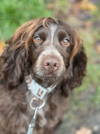 Close-up of dog