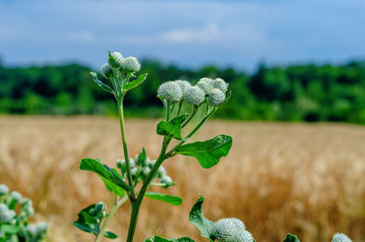 Green burdock flowers in meadow. blurred background of yellow wheat field. medicinal plant.